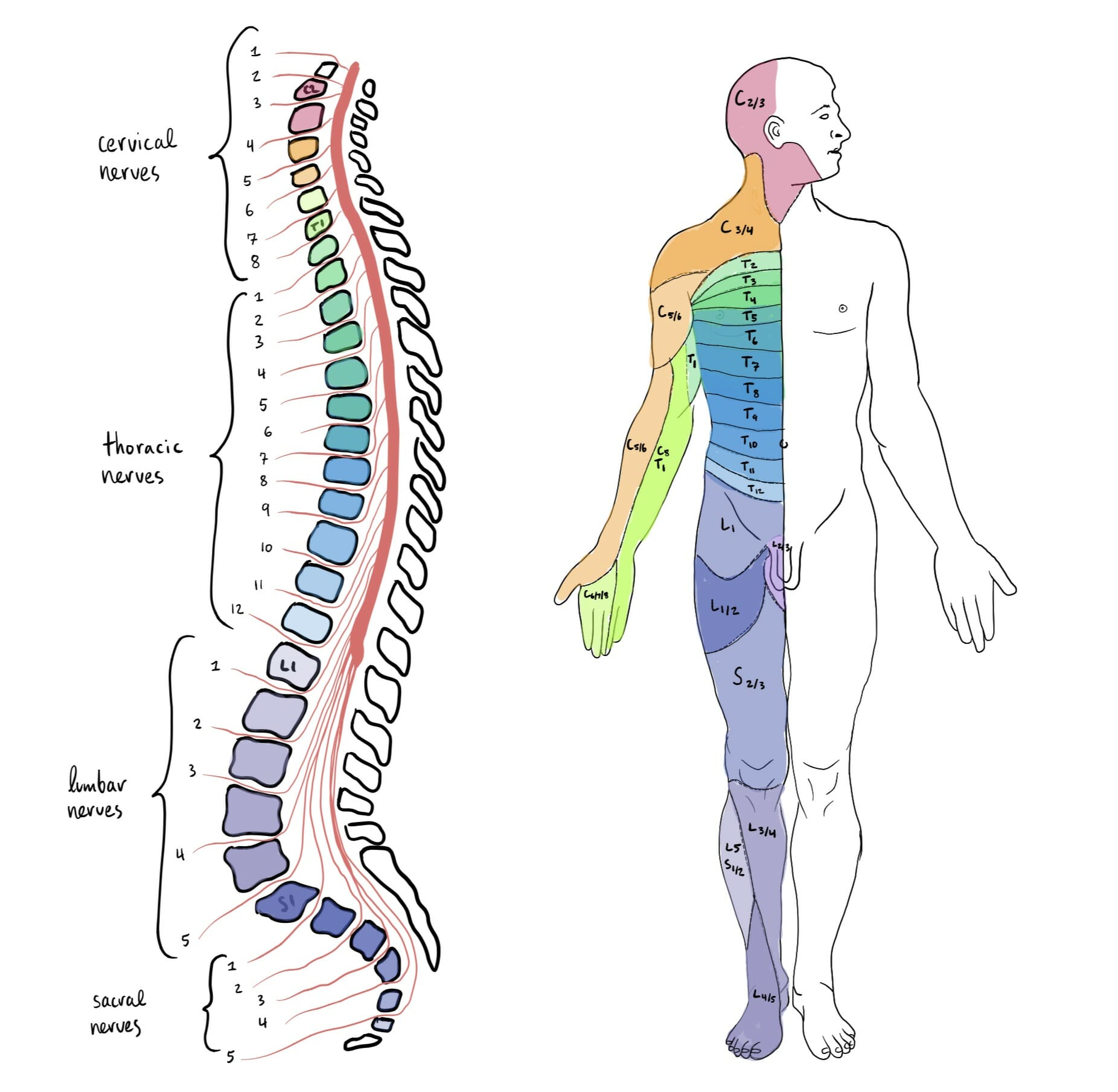 Spinal Cord Segments and body representation