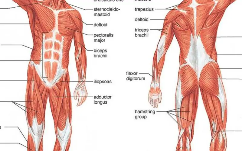 Iyengar yoga video thumbnail: Yoga as Treatment for Chronic Pain Conditions:  A Literature Review