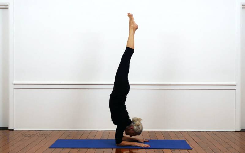 Pincha Mayurasana pose