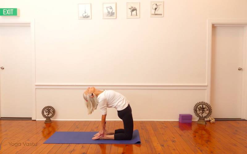 Online Iyengar yoga video thumbnail: Backbends: Ustrasana and Urdhva Dhanurasana (Level 1/2)